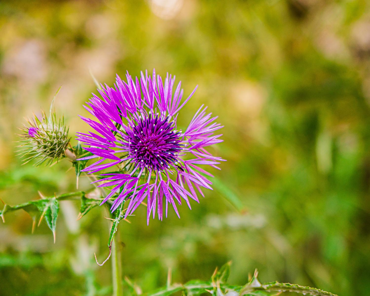 Why Liver Health Should Be Your Top Wellness Priority